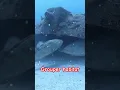 grouper habitat | habitat ikan kerapu