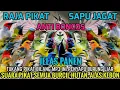Download Lagu INI BARU 100%  SAPU JAGAT! SUARA PIKAT SEMUA BURUNG KECIL PALING AMPUH 2025