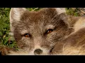 Lagu Arctic Fox's Fearless Hunt over Precarious Cliff Edge | 4K | Svalbard | Robert E Fuller