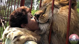 Download Lion Reunites with His 'human' Mother After 12 Years MP3