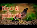 Download Lagu Tiếng sáo nâu gọi đàn dài hơn một tiếng dùng để mồi chim