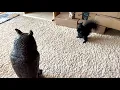 The Owl Decoy and the Squirrel