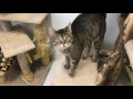 CAT ADOPTION CENTER COLUMBUS OHIO RESCUE CATS