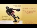 Anatomy and Physiology Chapter 10 Part A Lecture The Muscular System