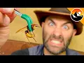 Did I find a MURDER HORNET in the USA