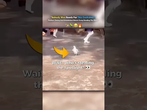 Nobody Was Ready For This Cockatoo’s — Perfect Timing And Unmatched Dance Swag Stealing Show!😂🔥