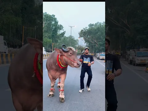 Sultan aaya ……#shorts #bull #bakraeid #animals