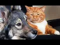 Download Lagu FUNNIEST Pets of 2024! 🤣 TOP Videos of the YEAR