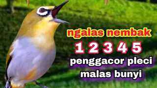 Download Pleci buxtoni Ngalas Nembak Sejalur || Masteran Pleci Malas Bunyi MP3