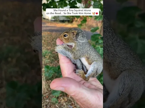 This Family Came Across a Tiny Baby Squirrel on the Road...