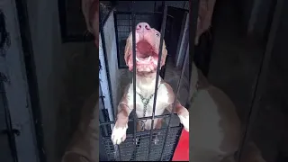 American Bully Barking Sound Aggressive Americanbully Shorts 