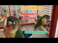 How to Teach a Green Cheek Conure to Go Back to His Cage