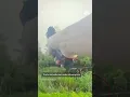 Man gets bitten by alligator after jumping in swamp to escape police
