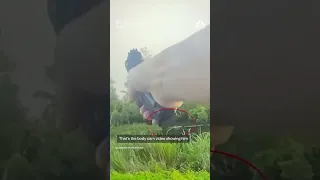 Man gets bitten by alligator after jumping in swamp to escape police