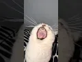 Download Lagu Kucing Bernyanyi di Kehidupan Nyata!