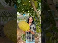 Download Lagu Jackfruit | Vietnam super early | fruit plants in Kerala | Chakka #jackfruits #fruit #fruitplants
