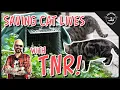 TNR Explained Saving the Lives of Street Cats