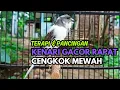 Download Lagu KENARI GACOR  Cuit CUIT BIRAHI UNTUK PANCINGAN \u0026 MASTERAN Kenari PAUD AGAR BUNYI DAN NGEROL