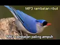 Download Lagu suara pikat rambatan paruh merah ribut 💯% paling ampuh#rambatanparuhmerah