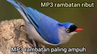 suara pikat rambatan paruh merah ribut paling ampuh rambatanparuhmerah