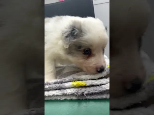 動画