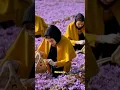 Download Lagu YOU WON’T believe why SAFFRON is so expensive 😱| #shorts #viral shorts l