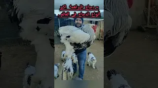 كدجاج البراهما اكبر أنواع الدجاج في العالم  كدجاج البراهما اكبر أنواع الدجاج في العالم