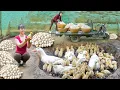Lagu REWIND TIMELAPSE --266 Days Harvest A Lot Of Ducks Eggs - Incubate Duck Eggs To Hatch Many Ducklings