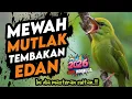 Lagu Bikin lawan kena mental ‼️ MASTERAN BURUNG SULTAN FULL TEMBAKAN SUPER MEWAH 