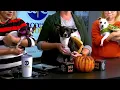 Small But Mighty works to save petite pups