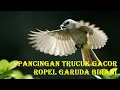 Download Lagu Pancingan trucuk gacor ropel garuda birahi
