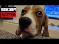 Poor Beagle Snoopy Beg to Play