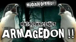 masteran cendet suara tembakan armagedon 
