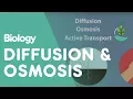 Transport in Cells Diffusion and Osmosis Cells Biology FuseSchool