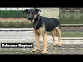 Doberman Shepherd Dog Top 7 Questions About The German Shepherd Doberman Mix