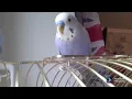 Birds are dancing to the song Son of Vengeance | Rhapsody of Fire