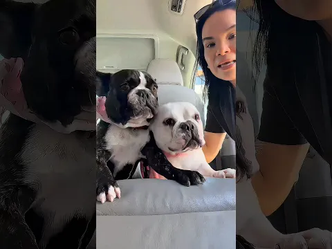 El día perfecto de mis perritas 🐶✨ #aventura #shorts #funny #anananatoys