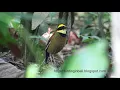 Download Lagu Javan Banded Pitta (male) call || suara burung Paok Pancawarna (Jantan)