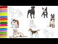 Popular Dog Breeds coloring book