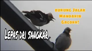 Download Burung Jalak Mandarin gacor!.lepas dri sangkar MP3