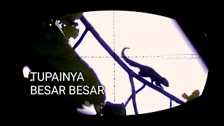 Download TUPAI HUTAN LEBIH MENANTANG MP3