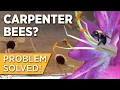 How to Get Rid of Carpenter Bees Stop Damage without Traps Making Friends w Garden Pollinators