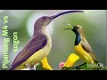 Download Lagu PIJANTUNG GUNUNG VS SOGON ONTONG-SOGOM//MASTERAN BURJNG MURAI BATU//JURI AUTO FOKUS