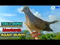 Download Lagu Perkutut Lokal Suara Kung Besar Ampuh Untuk Pikat Dan Pancingan