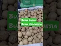 Download Lagu Pantun Buah | 😍Buah Duku_Buah Kedondong😍 | BeLi Dong😁