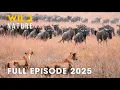 Download Lagu Wild Animals | TRAILS OF SURVIVAL - Untold Migrations of the Savanna Wild | Wild Nature