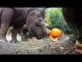Hungry Rhinos Squish And Eat Halloween Pumpkins