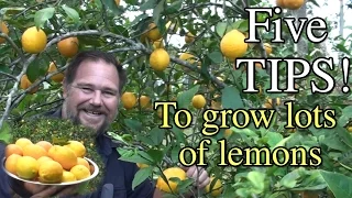 Download 5 Tips How to Grow a Ton of Lemons on One Tree MP3