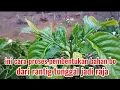 Download Lagu cara menyeting bahan dari ranting tunggal produktip dari sambungan antres ranting menjadi bahan raja