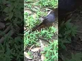 Download Lagu LIHAT‼️‼️ kancil dan suara hewan di alam liar hutan kalimantan #shorts #viral #asmr